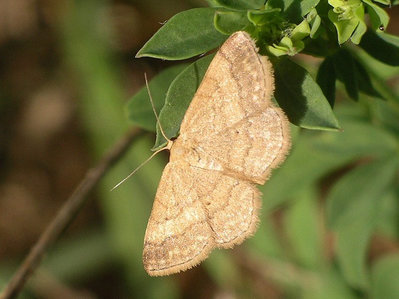 Scopula rubiginata?